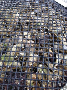 300 Oysters at the beginning of our oyster gardening project. At this size, the oysters have to be placed within a mesh bag, which is placed in the floating cage. 