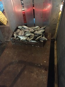 Frozen menhaden headed for crab pots as bait.