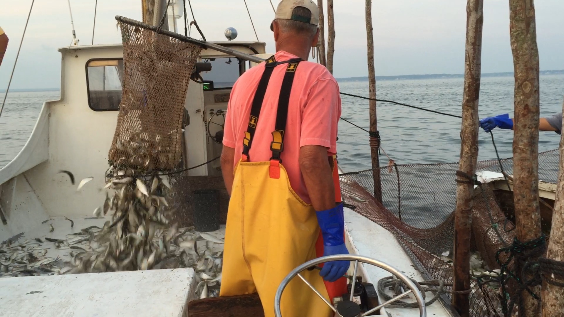 Pound Net Fishing on the Chesapeake « Chesapeake Bay environment and water  quality blog