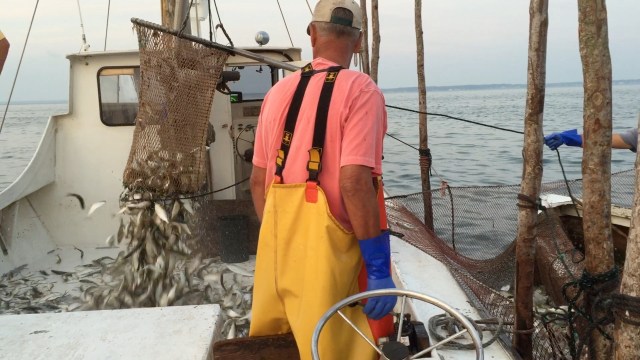 dead fish in pound net chesapeake bay Pound Net Fishing on the Chesapeake « Chesapeake Bay environment and water  quality blog