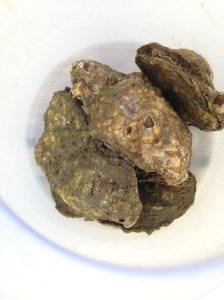 Oysters out of the cage. 